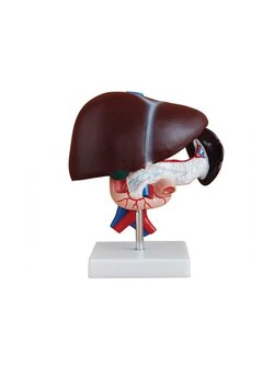 หุ่นจำลองตับ