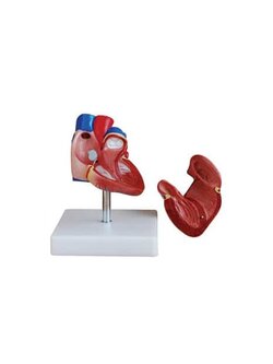 หุ่นจำลองหัวใจ