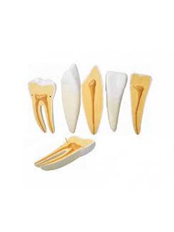 หุ่นจำลองโครงสร้างฟัน