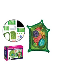 4D Vision หุ่นจำลองเชลล์พืช