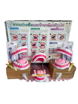 โมเดลสอนแปรงฟัน พร้อมแปรง