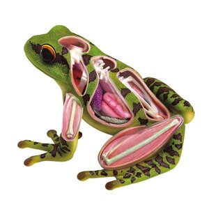 4D Vision หุ่นจำลองกบ