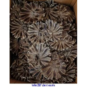 ปลากระเบนวง ปลาวง (สวย)