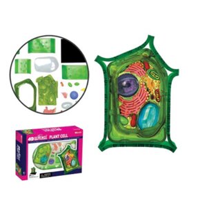 4D Vision หุ่นจำลองเชลล์พืช