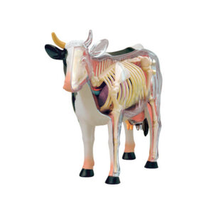 4D Vision หุ่นจำลองวัว