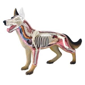 4D Vision หุ่นจำลองสุนัข