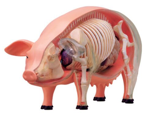 4D Vision หุ่นจำลองหมู