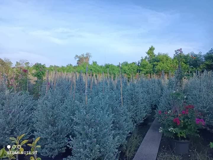 แหล่งผลิตต้นนีออน ทรงแท่ง สำหรับจัดสวน ทำแนวรั้วต้นไม้ ปลีก-ส่ง