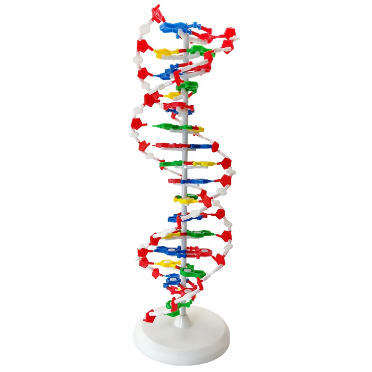 แบบจำลอง DNA ใหญ่