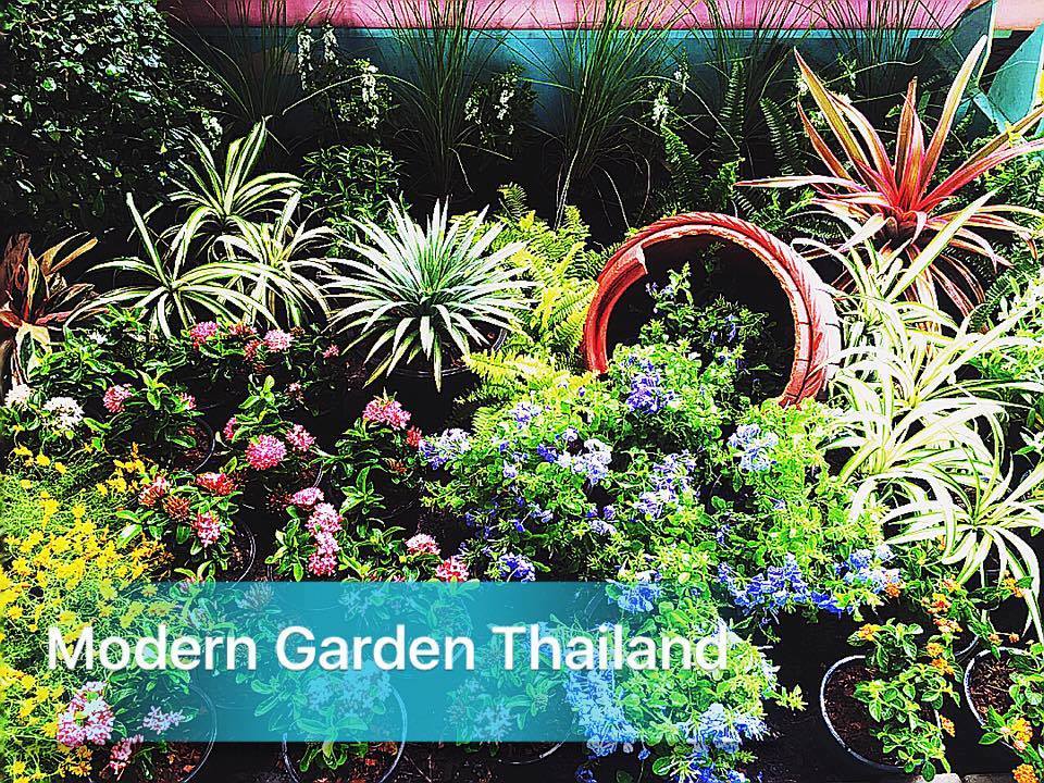 รับออกแบบจัดสวน ปรับภูมิทัศน์สถานที่ต่างๆอาทิ บ้าน-คอนโด ร้านกาแฟ