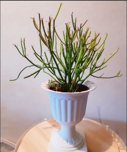 พญาไร้ใบ Fire sticks pencil cactus