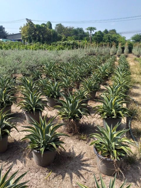 ต้นอากาเว่ปากนกแก้ว ต้นสูงประมาณ20 cm กว้าง20cmครับ