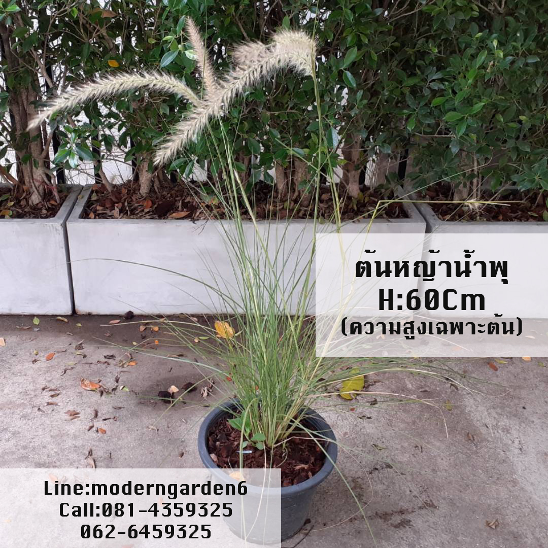 ต้นหญ้าน้ำพุ สำหรับจัดสวนอังกฤษ styleยุโรป ฟรุ้งฟริ้งๆ