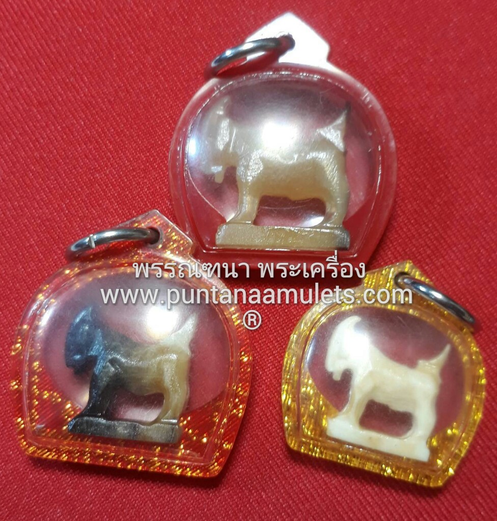 แพะมหาเสน่ห์-มหาโภคทรัพย์ เนื้อเขาควายเผือก สีน้ำผึ้ง "ตัวผู้" หลวงพ่อสิน วัดละหารใหญ่ จ.ระยอง