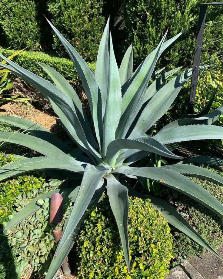 Agave Americana Big Size อากาเว่สีฟ้า