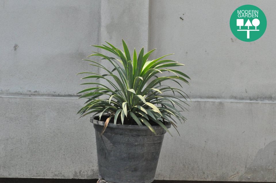 ต้นอะเกรฟ (อากาเว่Agave bracteosa)