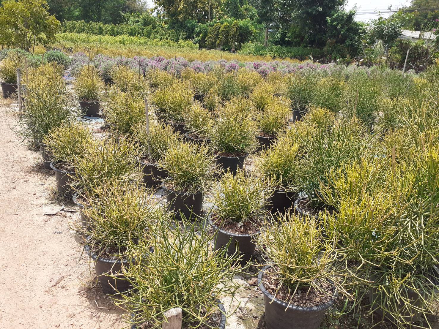 แหล่งผลิตต้นพญาไร้ใบ สนใจline:moderngarden6