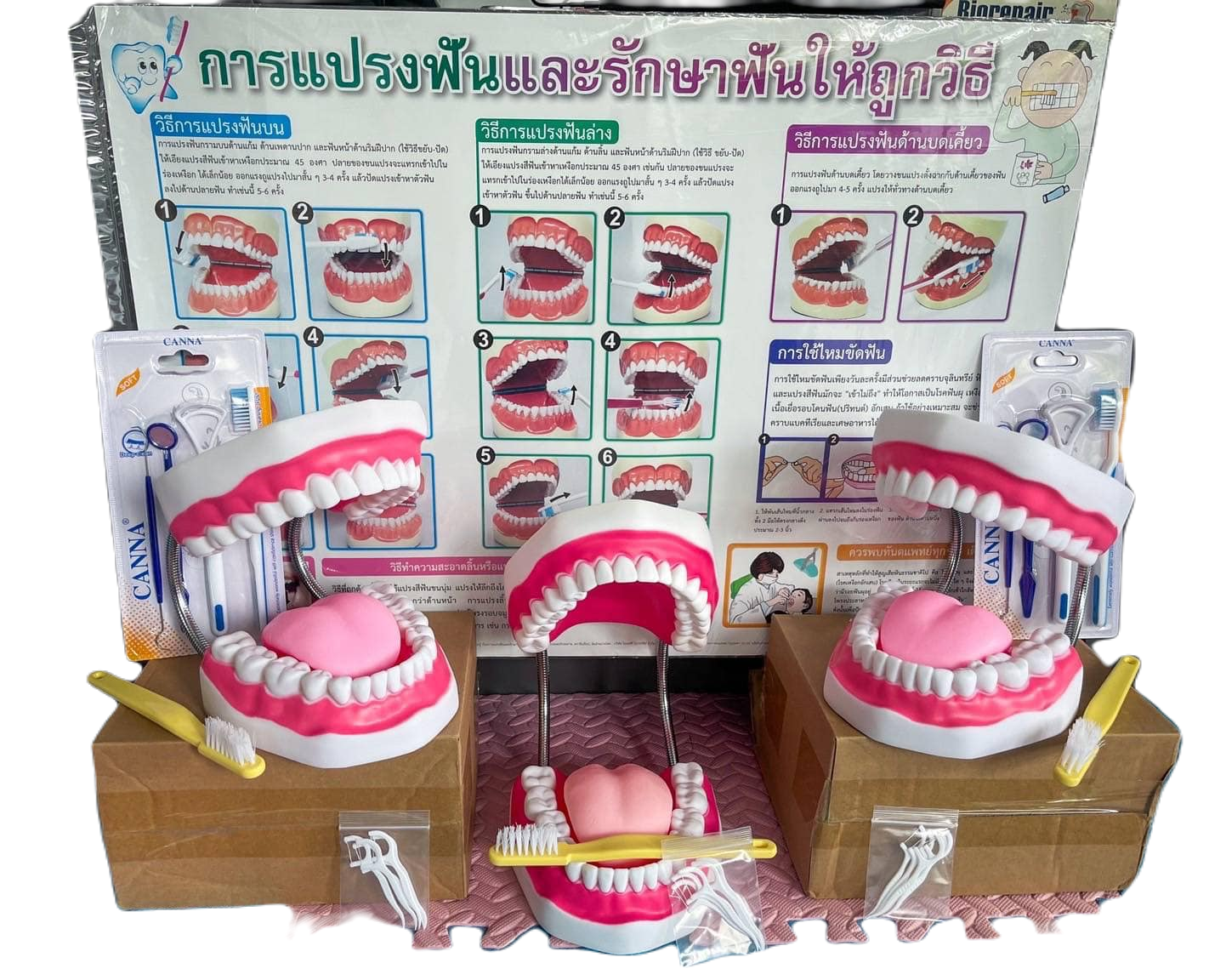 โมเดลสอนแปรงฟัน พร้อมแปรง