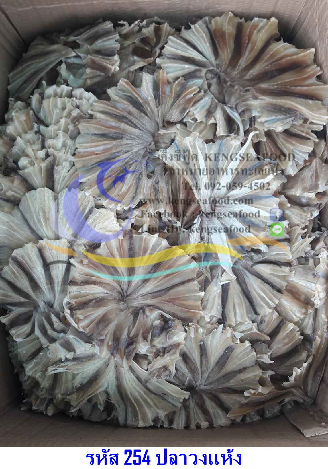 ปลากระเบนวง ปลาวง (คัดพิเศษ)