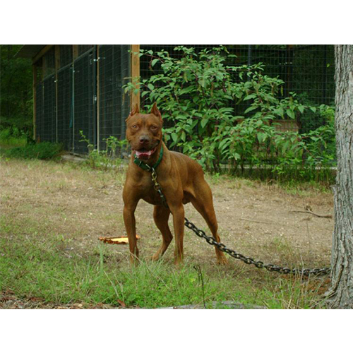 โซ่อัลลอยด์ G80 “สำหรับใช้งานอเนกประสงค์” ราคาถูก