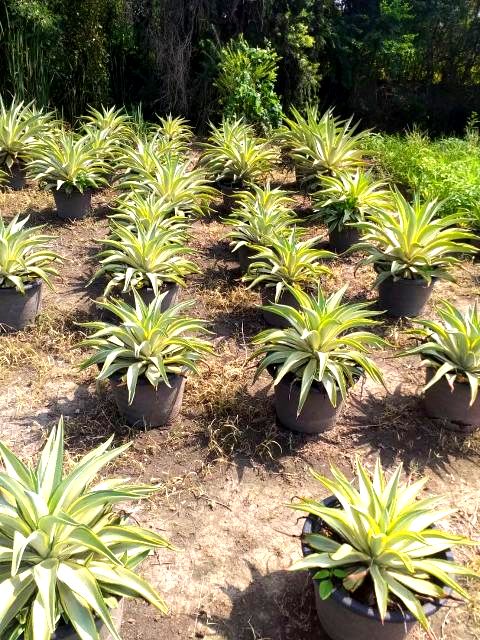 ต้นอากาเว่ปากนกแก้ว ต้นสูงประมาณ20 cm กว้าง20cmครับ