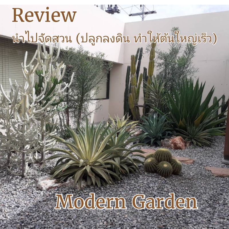 ต้นอากาเว่ปากนกแก้ว ต้นสูงประมาณ20 cm กว้าง20cmครับ