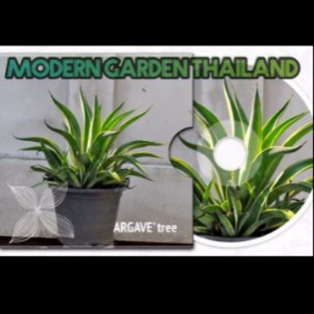 ต้นอากาเว่ปากนกแก้ว ต้นสูงประมาณ20 cm กว้าง20cmครับ