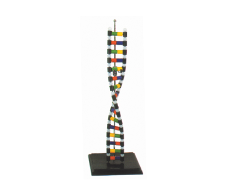 แบบจำลอง โครงสร้าง DNA