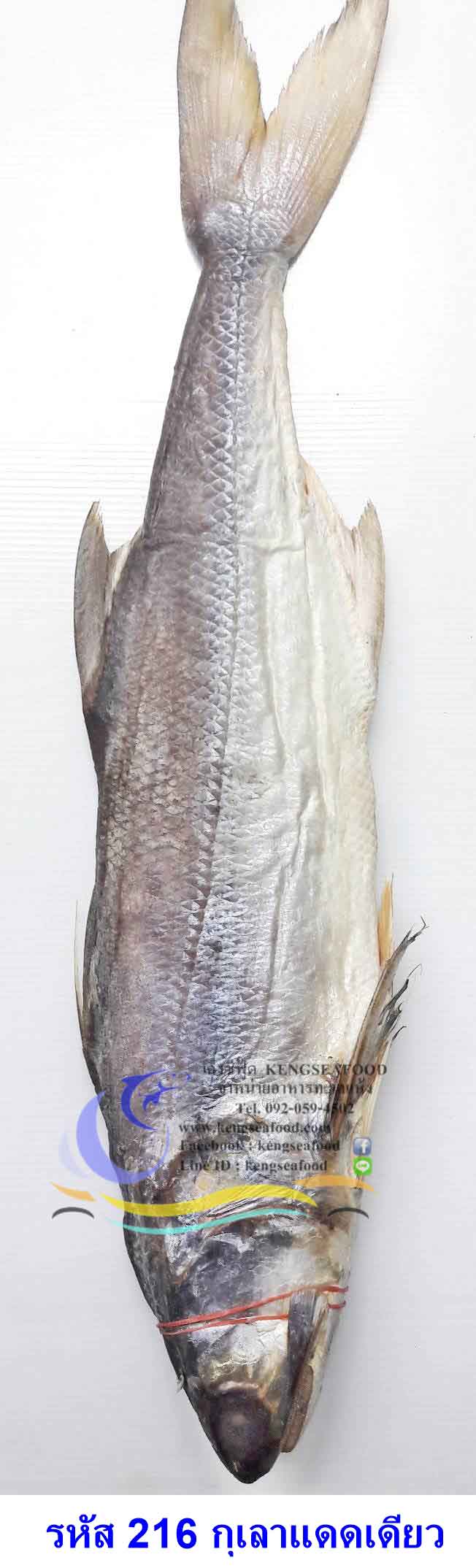 ปลากุเลาแดดเดียว ไซส์ใหญ่