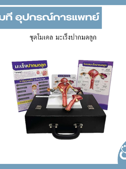ชุดโมเดล มะเร็งปากมดลูก