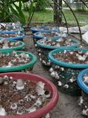 เทคนิคการเพาะเห็ดฟางในตะกร้า รายได้ต่อเดือนเป็นแสนๆ