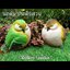 ANGRY BIRDS GANG! RASIN+FIBER