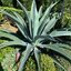 Agave Americana Big Size อากาเว่สีฟ้า